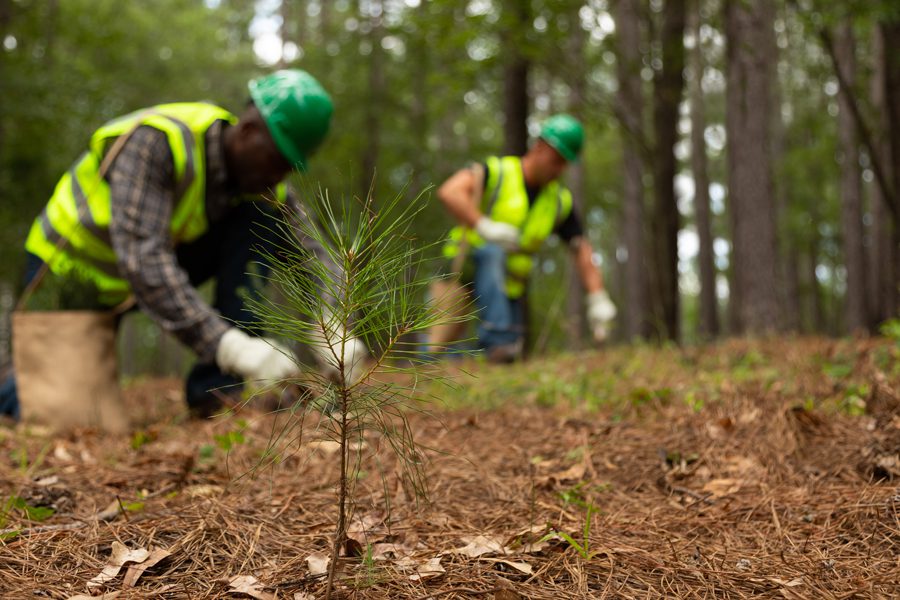 forestry_rutherfordton